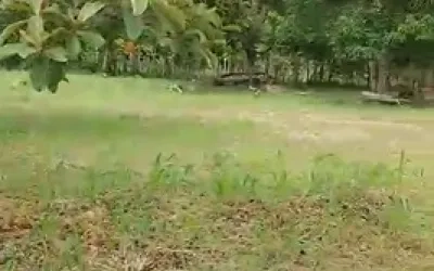 Terrenos en Venta en Penonomé: Lotes desde 1,000m2 a U$20.00/m2